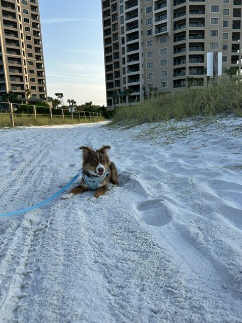 Byron lying in the sand at the beach in Miramar Beach