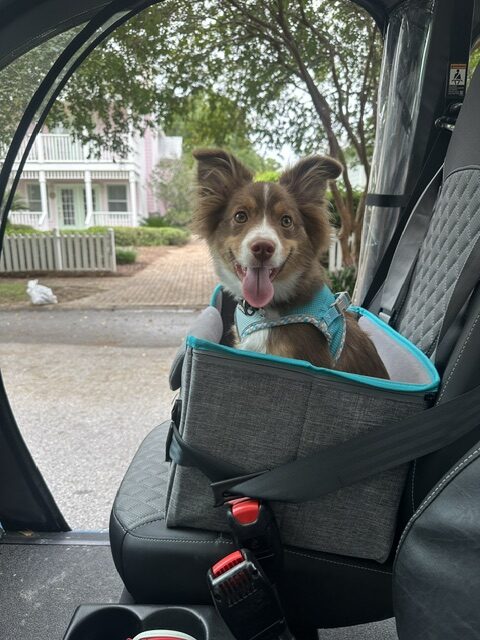 Byron riding in his puppy car seat on a golf cart in Sandestin
