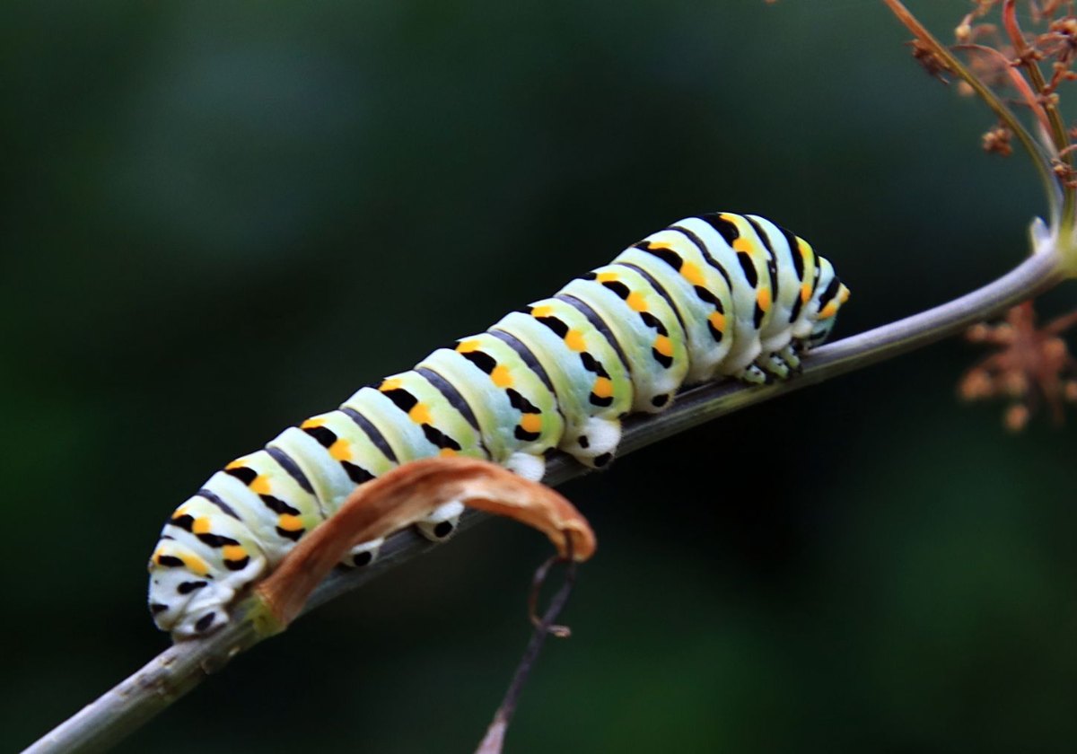 Black swallowtail caterpillar, which uses parsley as a host plant