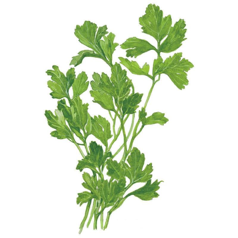 Botanical Interests organic Italian Giant flat-leaf parsley seeds