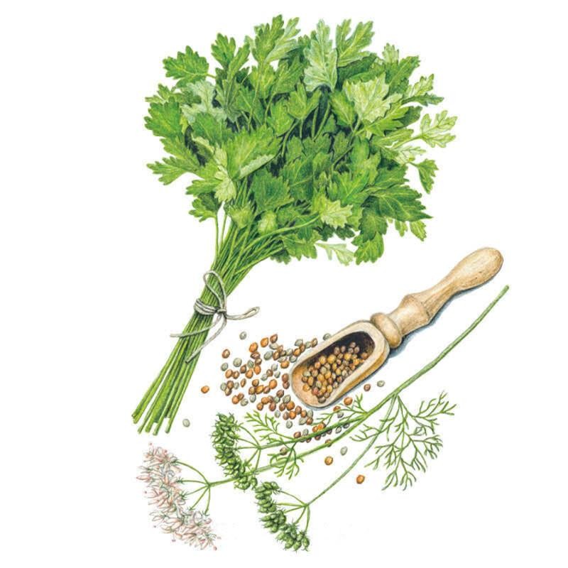 Botanical Interests Moroccan cilantro and coriander seeds