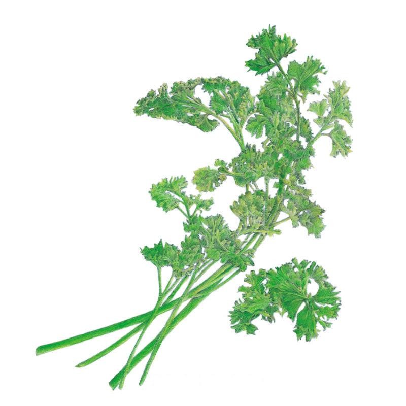 Botanical Interests organic Moss Curled parsley seeds