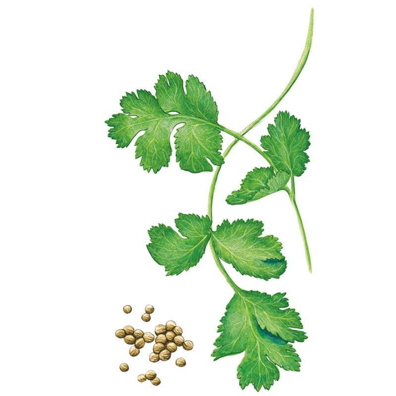 Botanical Interests Long Standing Santo cilantro seeds