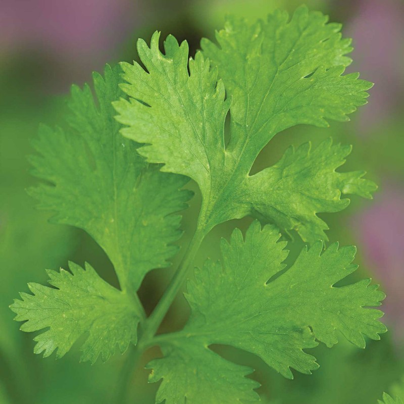 Burpee Calypso slow-bolt cilantro seeds