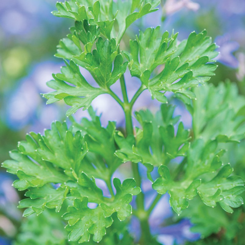 Burpee Extra Curled Dwarf parsley seeds
