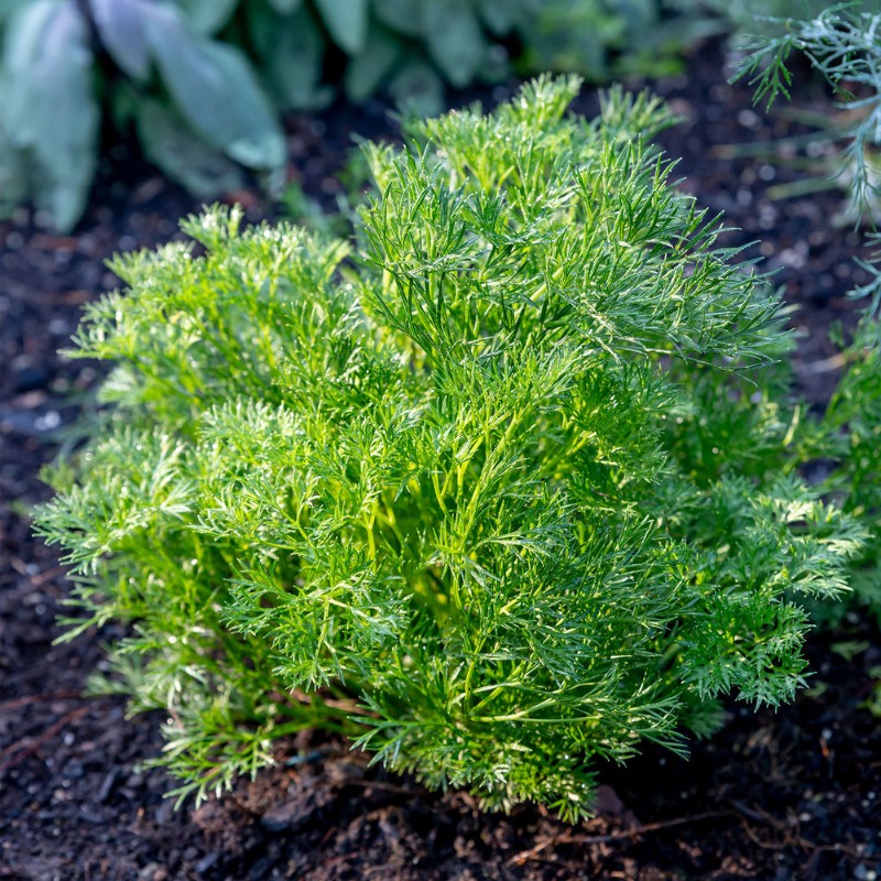 Burpee Green Dream parsley seeds