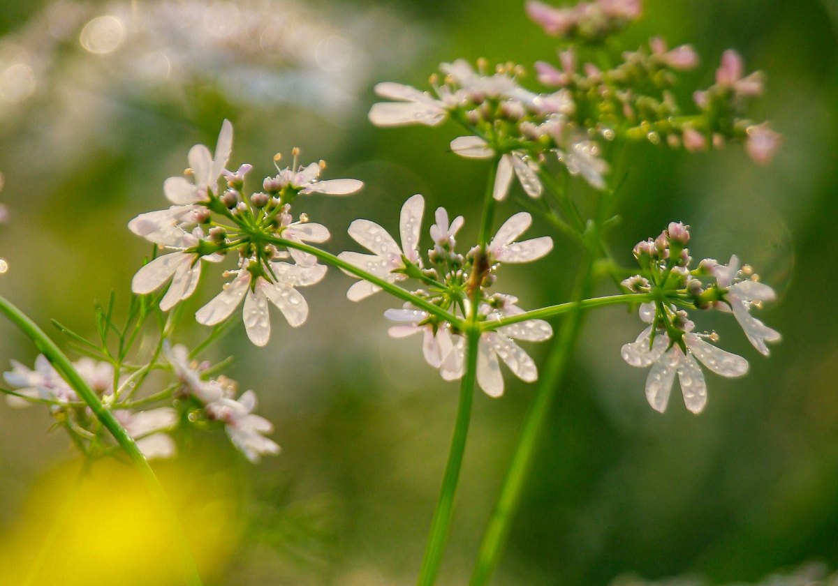 Cilantro plants that have bolted and flowered with delicate white blooms