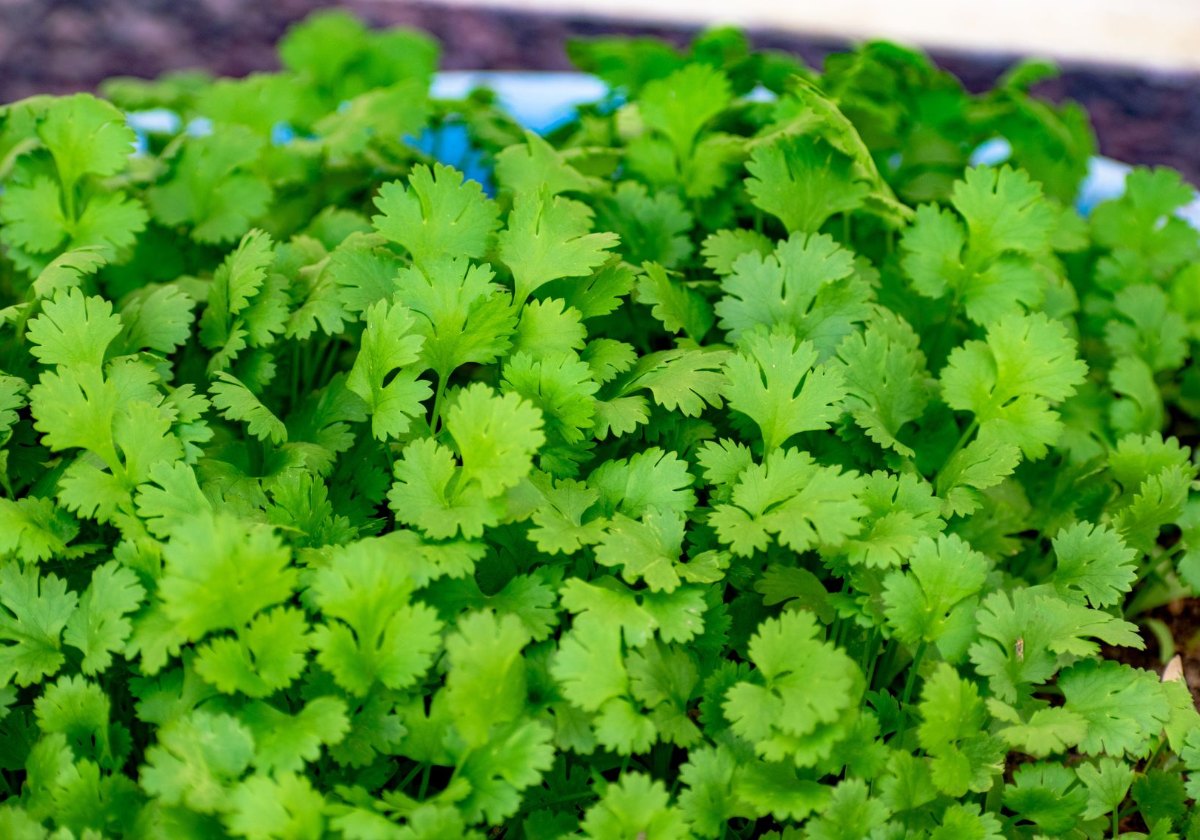A dense patch of young cilantro plants