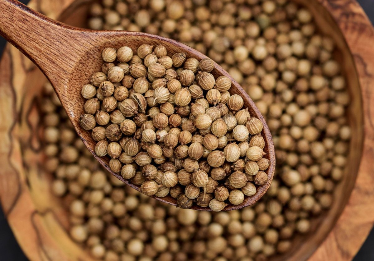 Coriander seeds harvested from bolted cilantro plants