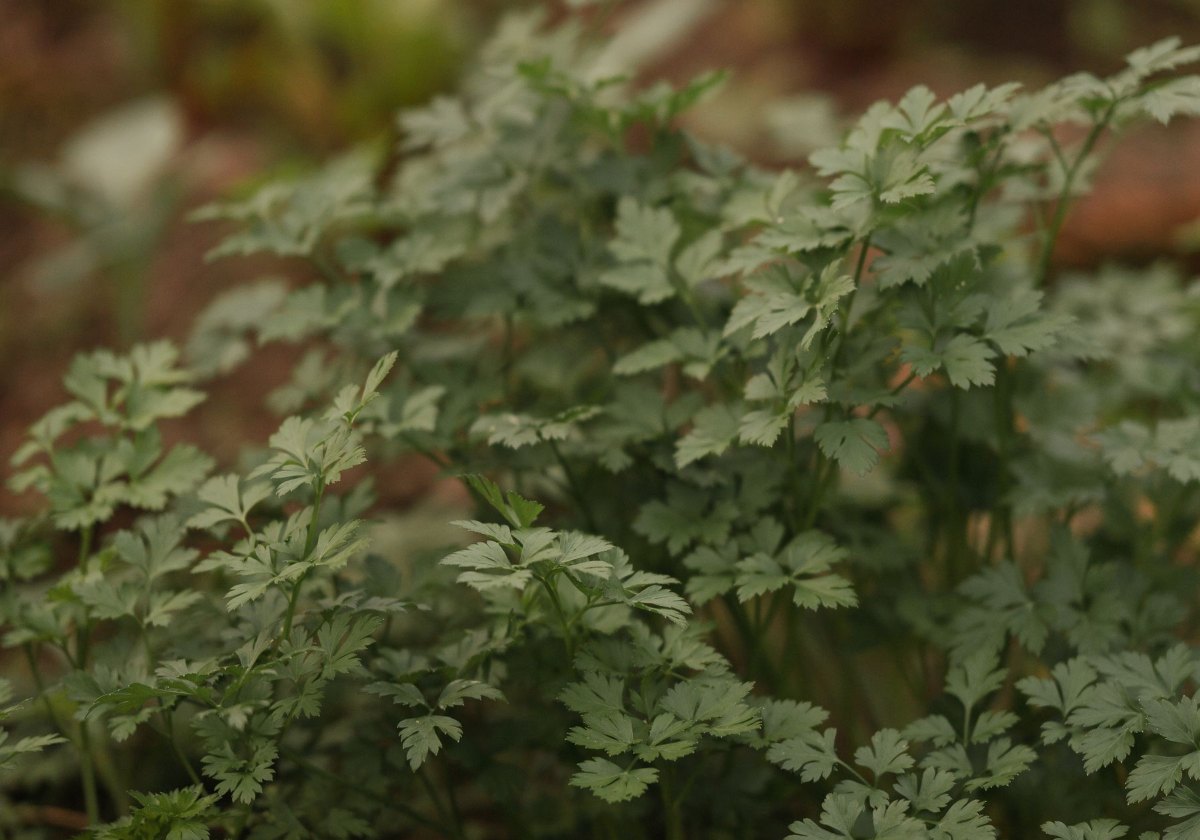Curly parsley with tightly ruffled leaves