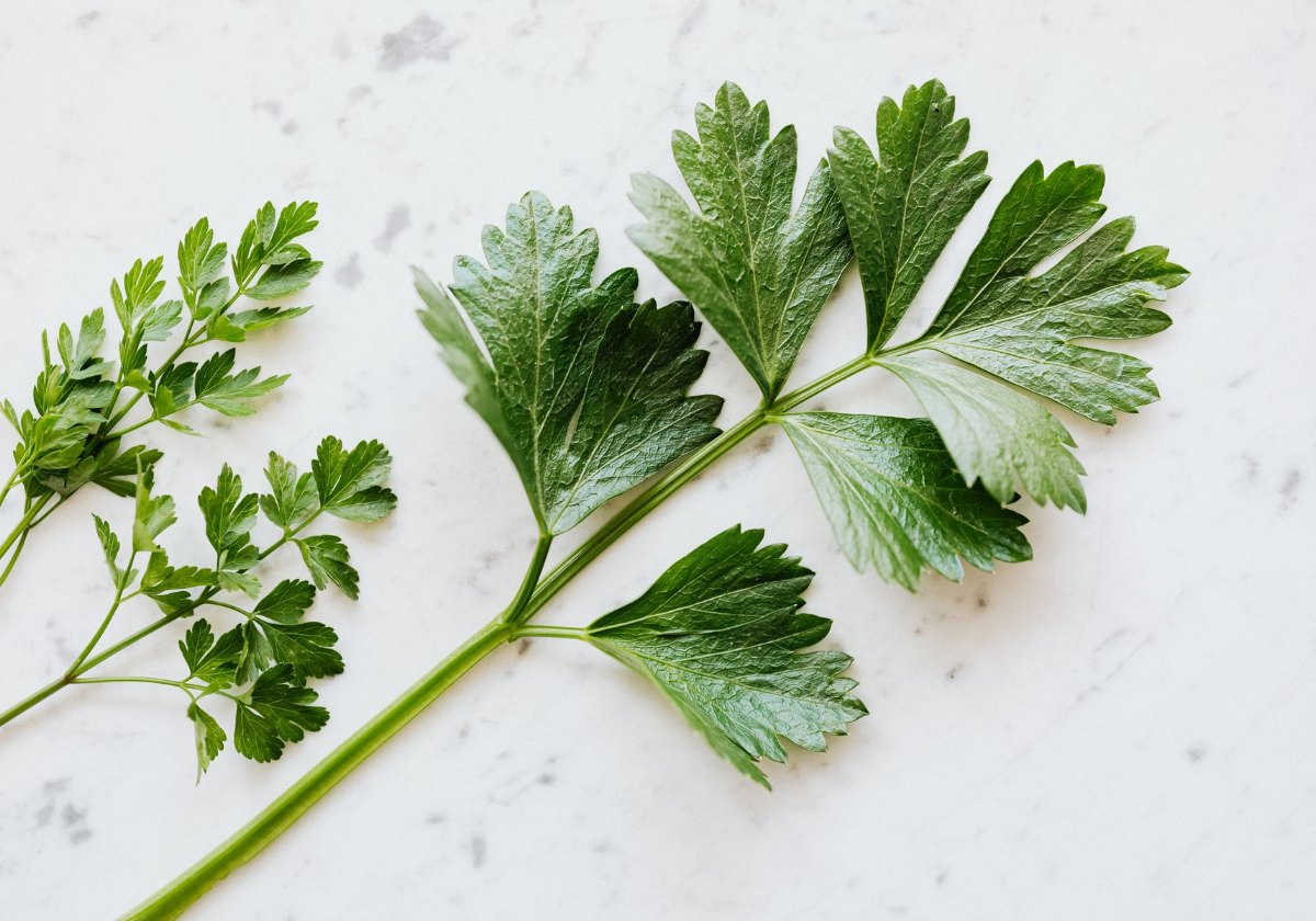 Flat-leaf Italian parsley sprig