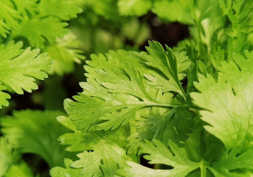 Fresh cilantro leaves growing in the garden