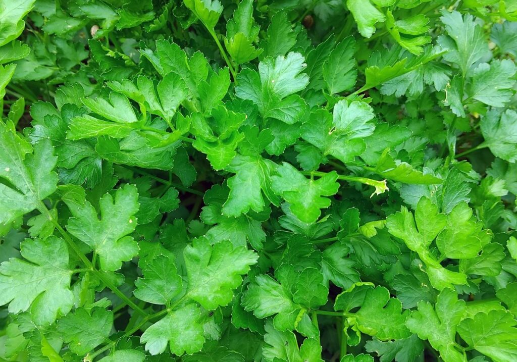 Lush flat-leaf parsley growing in the garden