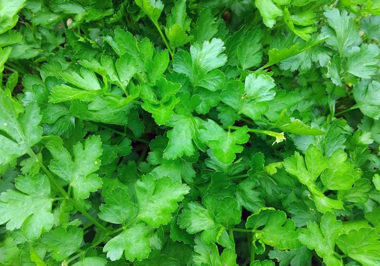 Lush flat-leaf parsley growing in the garden