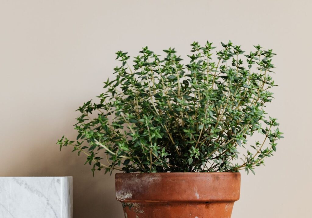 Potted thyme plant in a terracotta pot