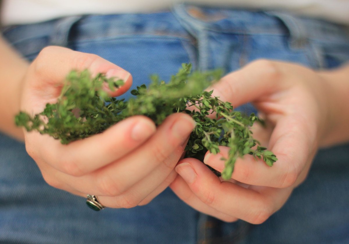 Hands holding a bundle of freshly harvested thyme