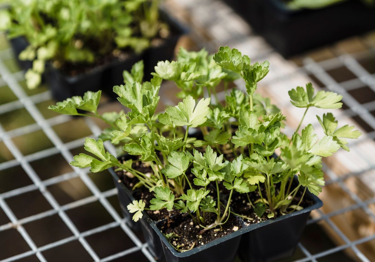 Young parsley seedlings in trays ready to transplant