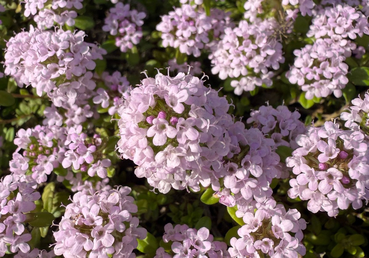 Thyme in bloom with tiny pink and purple flowers that attract pollinators
