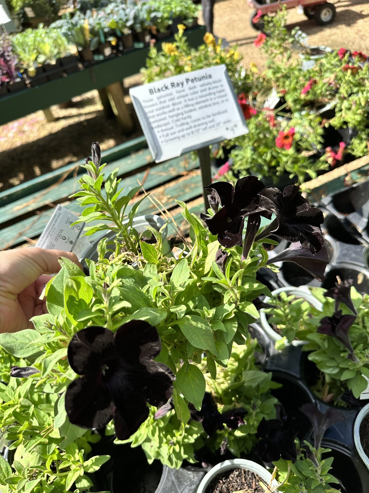 Black Ray petunia with near-black blooms at a North Florida garden center