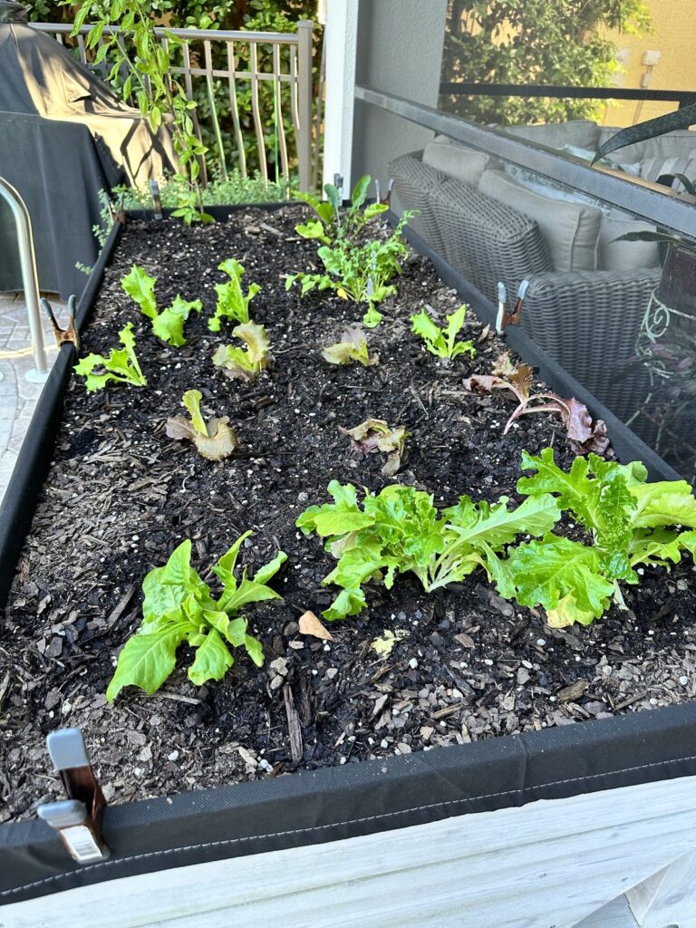 Fall Gardening in North Florida: What to Plant Right Now