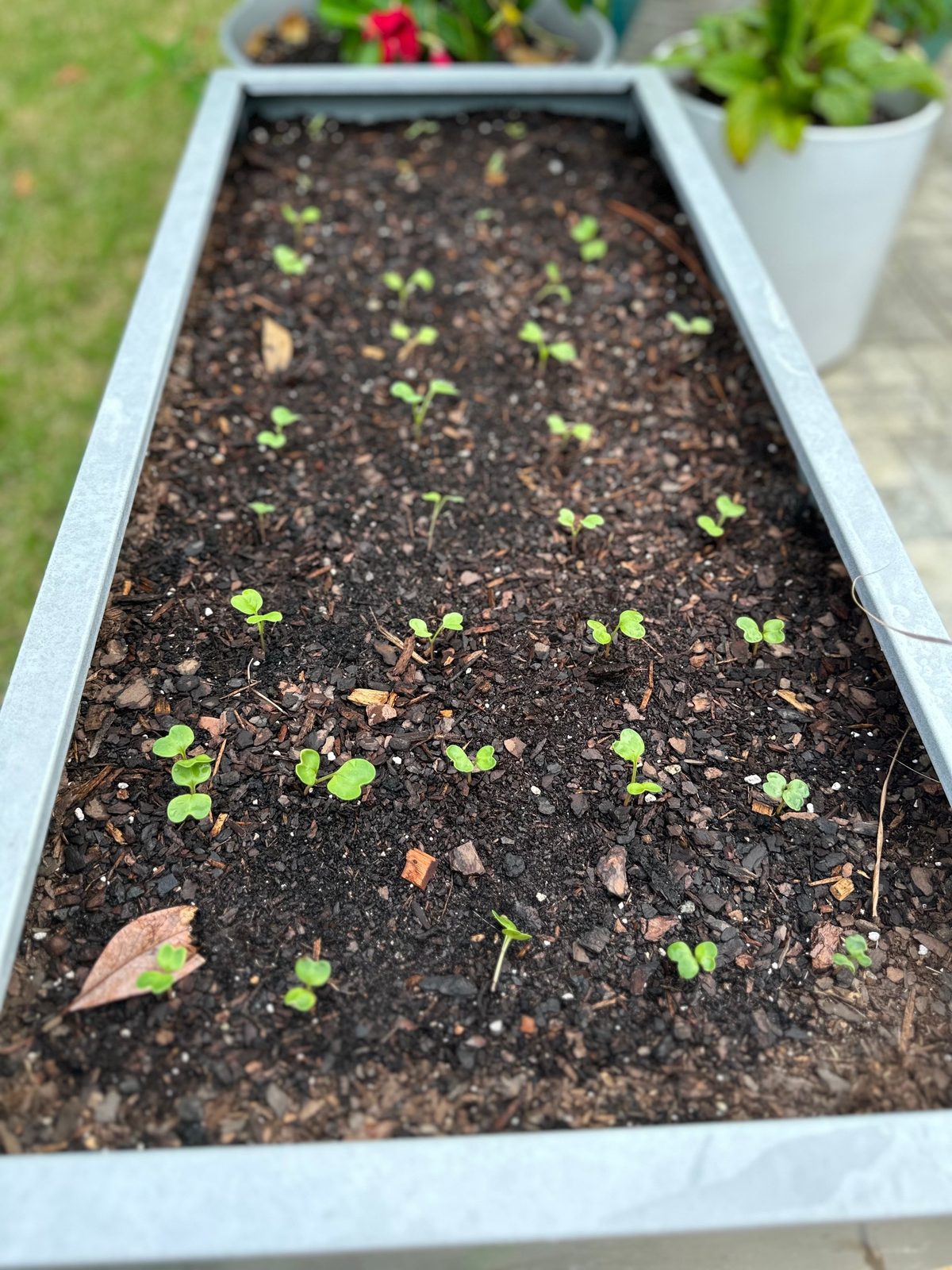 Tiny seedlings sprouting in a galvanized raised bed in a fall garden