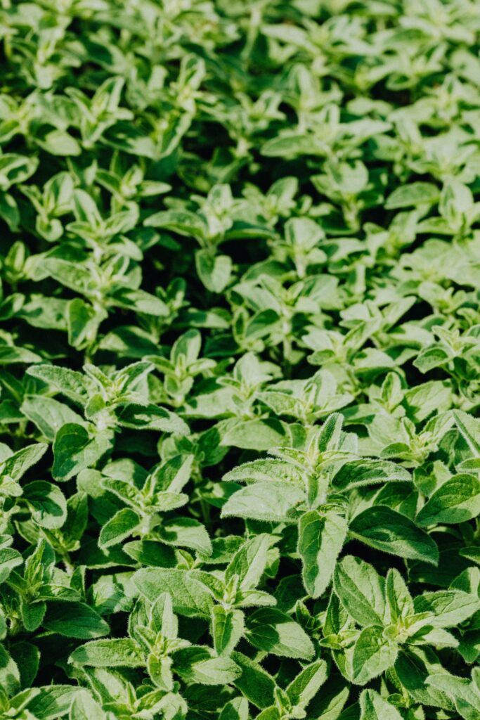 Dense patch of oregano plants growing in sunlight