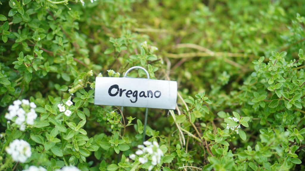 Hand-lettered oregano plant marker in an herb garden bed