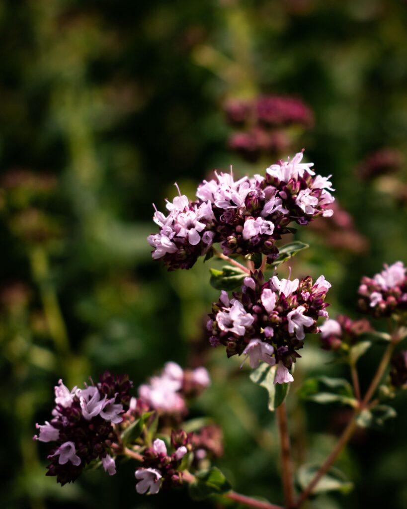 Pink and white oregano flowers blooming in the garden