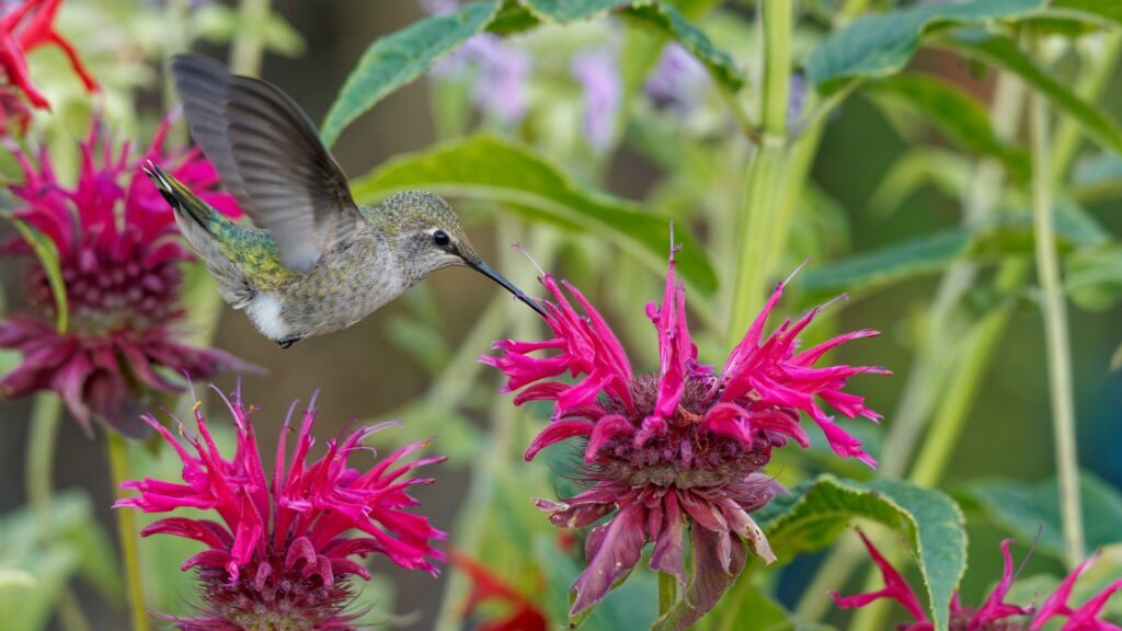 Hummingbird hovering to feed on bright pink bee balm flowers