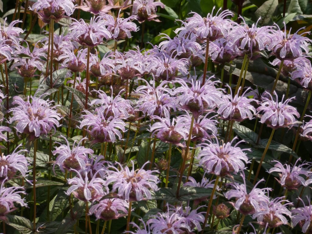 Field of lavender wild bergamot bee balm flowers blooming in the sun