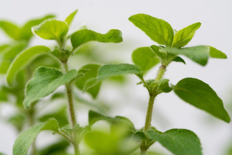 Close-up of fuzzy green oregano leaves growing on upright stems