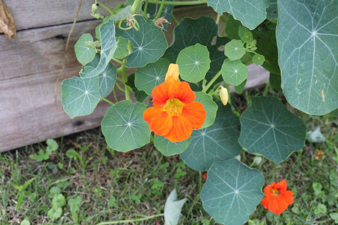 Bright orange nasturtium bloom against the edge of a raised garden bed