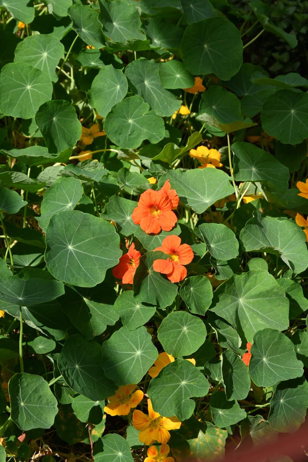 Nasturtium plants with orange and yellow blooms spilling through round green leaves