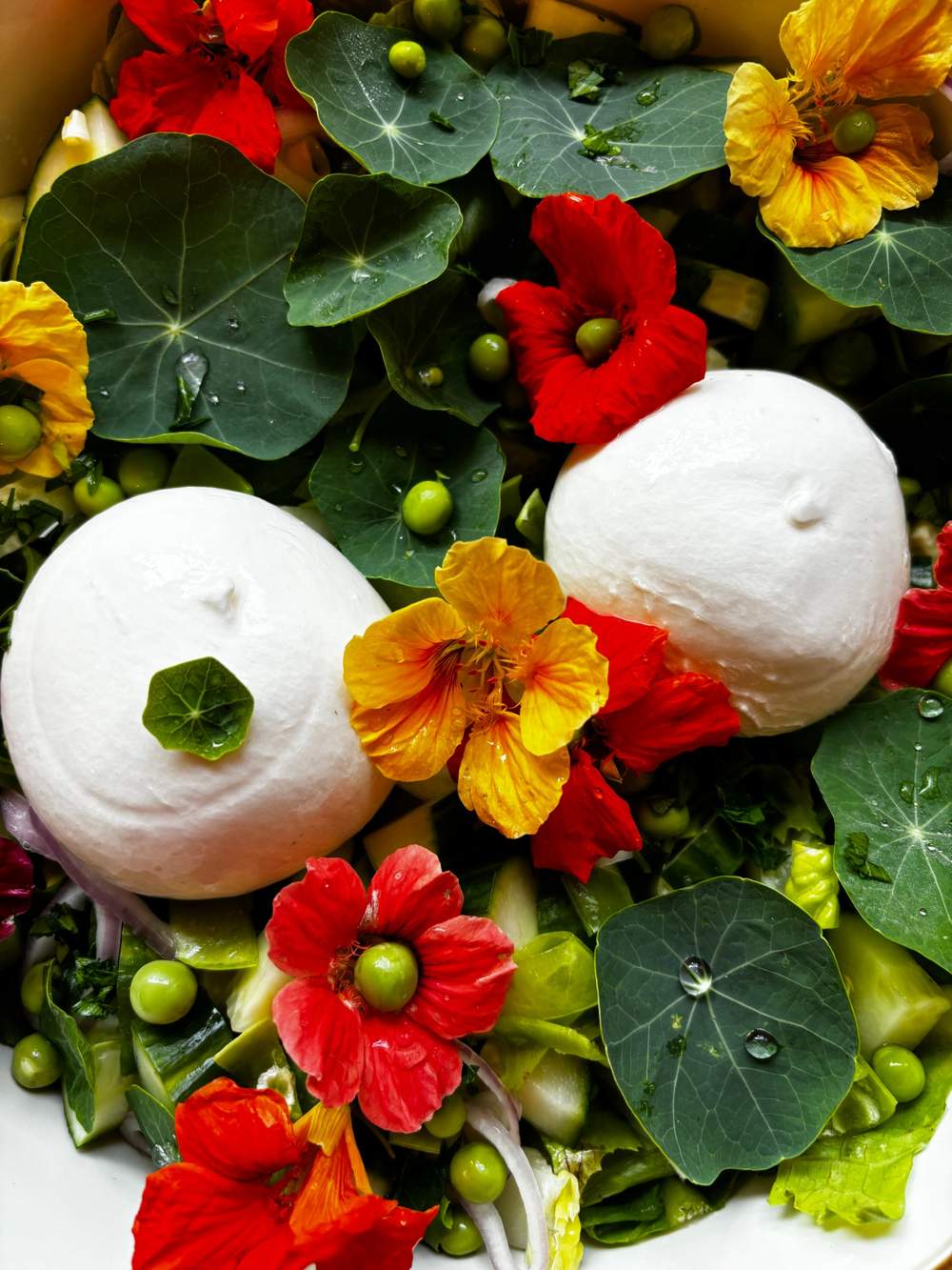 Nasturtium flowers and leaves on a burrata and pea salad