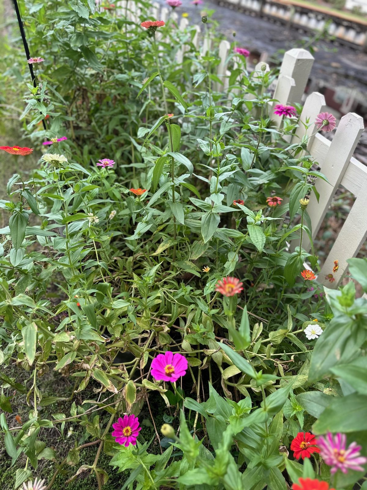 Colorful zinnias blooming along a white picket fence in a fall garden